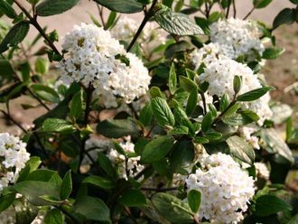 Барквуда калина/Viburnum burkwoodii