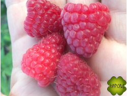 МАЛИНА "НАДЕЖДА" (СРЕДНЕСПЕЛАЯ, САМОПЛОДНАЯ)