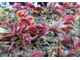 Dionaea muscipula Trev's Red Dentate