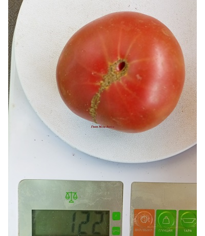 Томат Гном Мгла Винса (Dwarf Vince’s Haze)