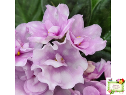 Hunter's Vertigo (K. Muzalewski) (лист укоренённый)