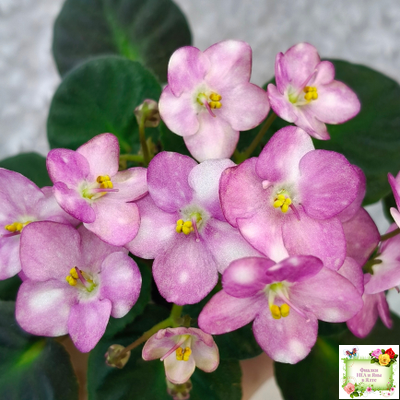 Heinz's Bubbles (H.Dornbusch) (лист посажен 30.01.26)