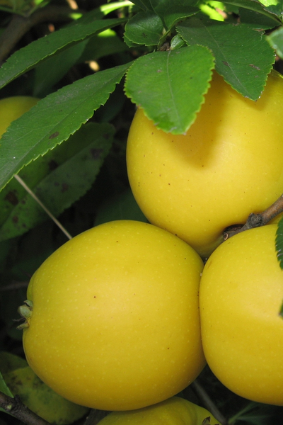 Айва (Хеномелес) японская Cido Red