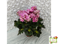 АВ-Шиповник (Фиалковод) 2021 г. (гёрл-листва)