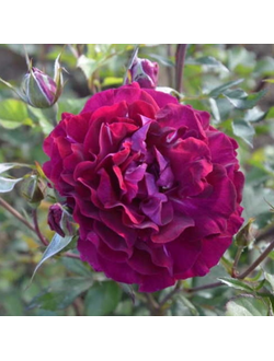 Сом 2016 (Somme 2016)