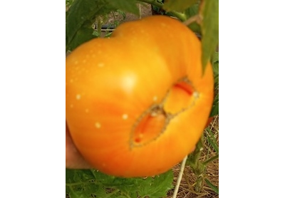 Томат Персики и крем (Peaches and Cream)