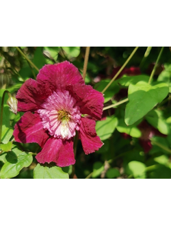 Клематис Avant-Garde (Авангард) , контейнер 1л