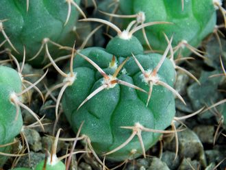 Gymnocalycium oehmeanum VG-561 (D=15-18mm)