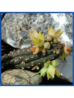 Echidnopsis cereiformis