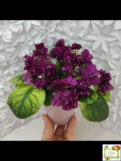 СВ-Город Солнечногорск (О.Емельянова) 2023 г. трейлер