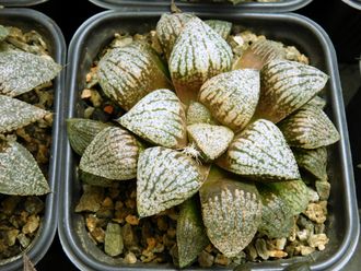 Haworthia sp. 2 (D=10 см)