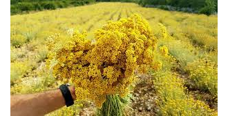 Гидролат Бессмертник (Helichrysum arenarium) цветы 100 мл