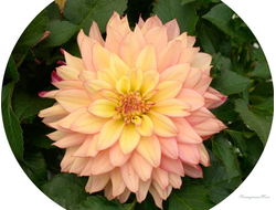 Георгин Darling  Radiant Peach в горшке 1л
