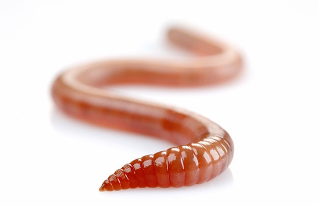 Кормление червей в домашних условиях | Информация о кормлении червей