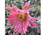 Pulsatilla Папагено нежно Красный