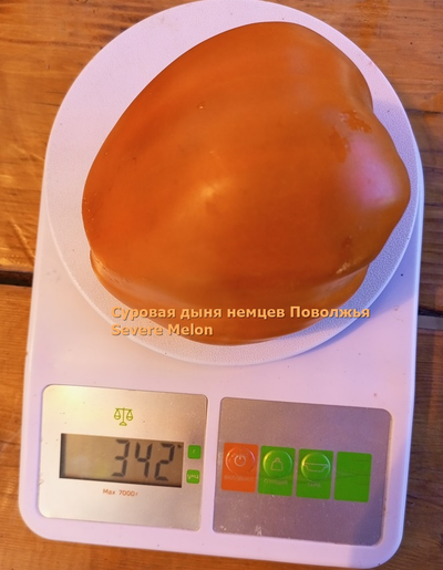 Томат Суровая Дыня немцев Поволжья (Severe Melon)