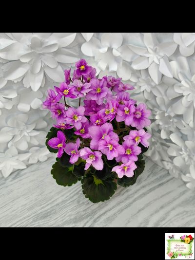 LV-Ланселот (Л. Шевелева) 2025 г. (клакамасный гёрл с кроновой пестролистностью)