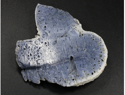 Коралл голубой Акори, Австралия (50*48*11 мм, 27 г) №37705