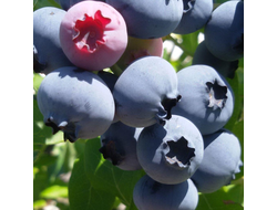 Голубика Нортланд (Northland), 1,5 л