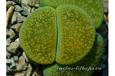 Lithops aucampiae 'Betty's Beryl' C389 (MG-1541.993)