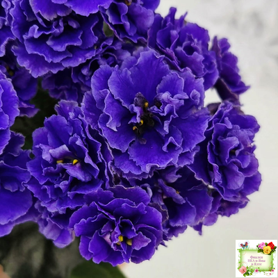 Blue Scoundrel (P.Sorano/LLG) 04/09/2012