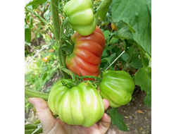 Томат Тлаколула де Матаморос