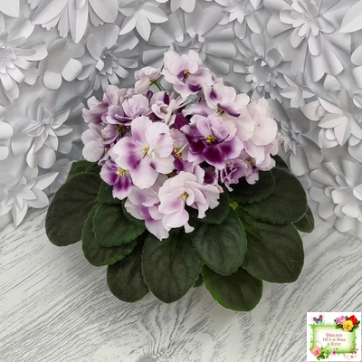 Mac's Southern Springtime (G.McDonald) (лист посажен 29.01.26)