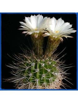 Acanthocalycium peitscherianum