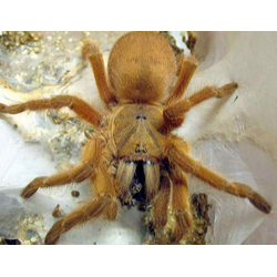 Chilobrachys huahini