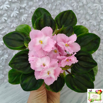 РС-Утренний Пляж (С. Репкина) 2020 г. (клакамас с кроновой пестролистностью)