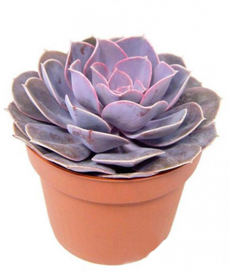 Echeveria gibbiflora metallica