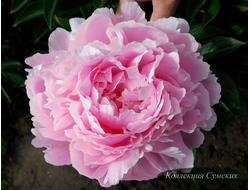 Пион Susie Q (Сьюзи Кью)