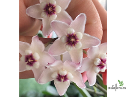 Hoya Lyi china (mengtzeensis)