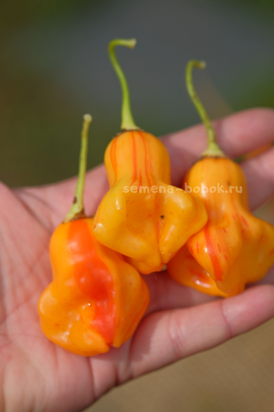 Перец острый Zebrange (Зебранж), 10 шт