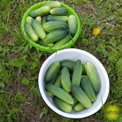 ОГУРЕЦ "ЩЕДРИК F1" (саженец 3-4 листа) (для теплицы и открытого грунта, неприхотливый, вкусный без горечи)