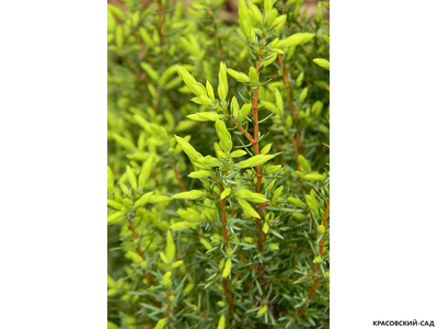 Можжевельник обыкновенный Голд Кон - Gold Cone
