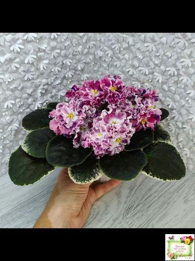 ТФ-Confetti (Т. Фурлетова) 2024 г.