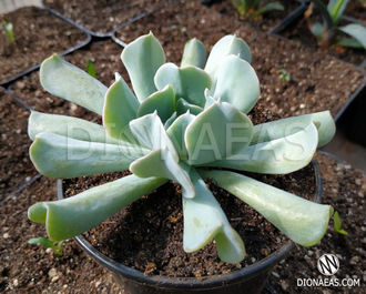 Echeveria Topsy Turvy