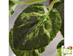 Huckleberry (I. Fredette)