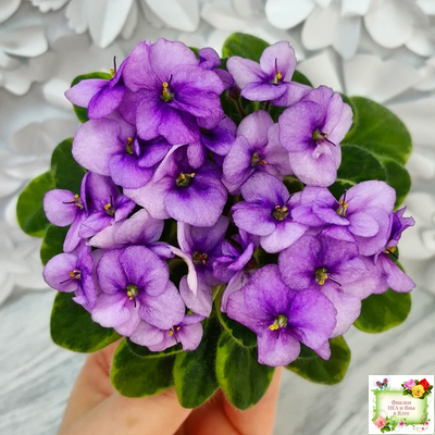 Rob's Lucky Charm (R.Robinson) 11/21/2003 (9293) листовая химера (стартер сорт)