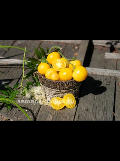 Томат Candy Stripe (Леденец полосатый), 10 шт.