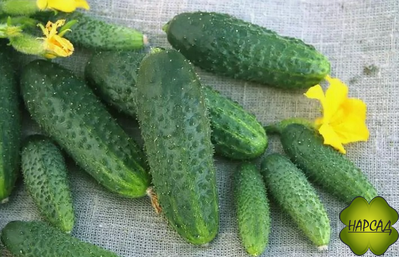 ОГУРЕЦ "ЩЕДРИК F1" (саженец 3-4 листа) (для теплицы и открытого грунта, неприхотливый, вкусный без горечи)