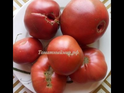 Томат Черный Франкенштейн (Frankenstein Black) США