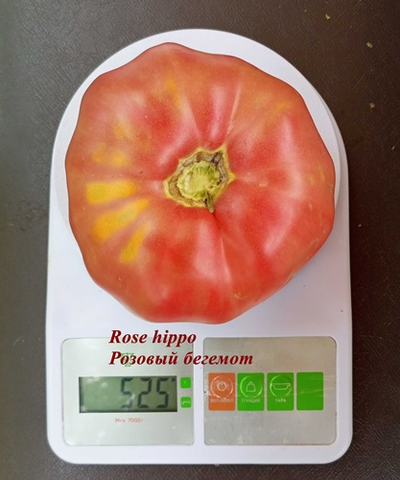 Томат Rose Hippo (Розовый бегемот)