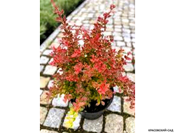 Барбарис Тунберга Orange Alf - фото в горшке - красовский-сад.рф