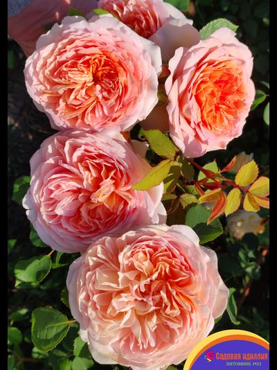 Батшеба (Batsheba)