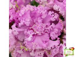 НД-Розовая Скумпия (Н. Данилова-Суворова) 2022 г.