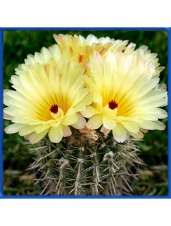 Notocactus mammulosus