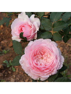 Роза Мисаки (Misaki)