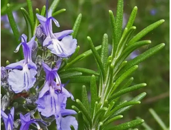 Гидролат Розмарин лекарственный (Rosmarinus officinalis) побеги 100 мл